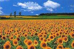 Hokkaido sunflowers