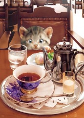 Teatime for a kitten