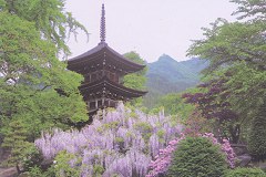 Zenzanji - wisteria