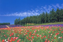 Hokkaido poppies