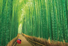 Sagano bamboo grove (Kyoto)