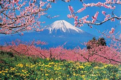 Mt. Fuji peach blossom