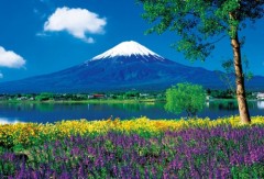 Fuji from the lavender fields