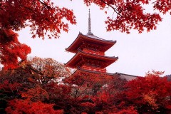Kiyomizu Temple with maples