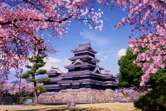 Matsumoto Castle with cherry blossom