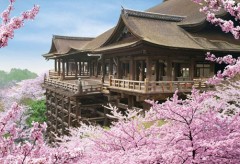 Kiyomizudera cherry blossom