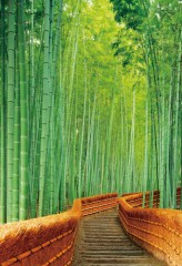 Sagano bamboo grove (Kyoto)