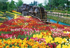 Tulips in the waterwheel park, Toyama