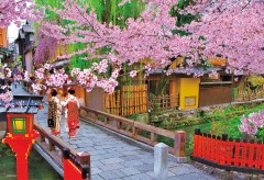Cherry blossom in Kyoto