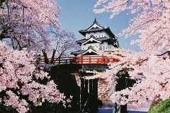 Cherry blossom time, Hirosaki Castle