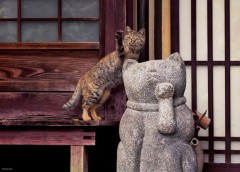 Cat life in Kyoto