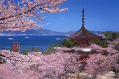 Cherry blossom time - Itsukushima
