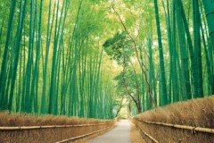 Sagano bamboo grove