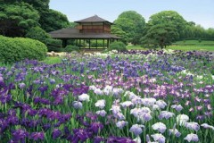 Korakuen iris garden