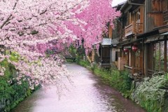 Kyoto cherry blossom