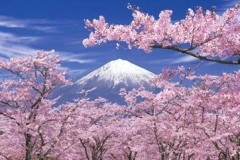 Fuji in spring