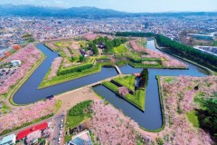 Goryōkaku star fort at cherry blossom time