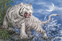 White tiger of the west