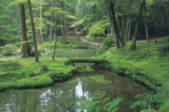 Kyoto moss garden