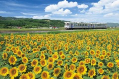 Sunflowers on the Furano line