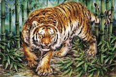Tiger in bamboo grove