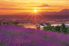 Dawn over Hokkaido lavender