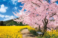 Rape flowers and cherry blossom (Ehime)