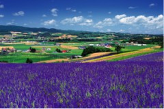Furano lavender fields
