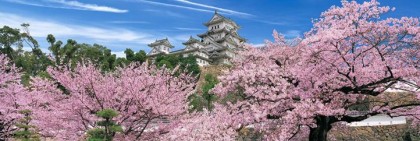 Himeji cherry blossom