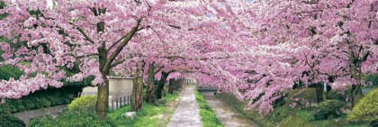Philosopher's walk in spring