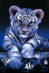 White baby tiger