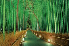 Sagano bamboo grove lit up