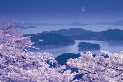 Matsushima cherry blossom