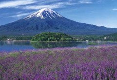 Mount Fuji lavender fields