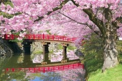 Hirosaki park cherry blossom
