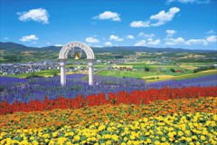Furano flower fields