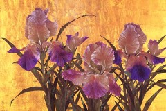 Royal irises