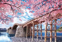 Kintai bridge with cherry blossom