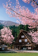 Shirakawa cherry blossom