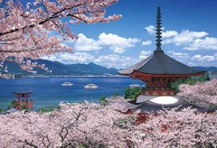Itsukushima cherry blossom