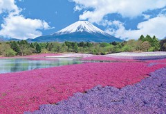 Fuji with flowers