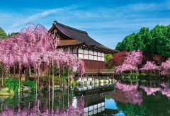 Heian shrine cherry blossom