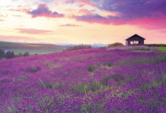 Hokkaido lavender fields