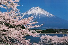 Fuji cherry blossom