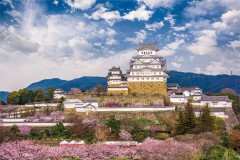 Himeji castle, cherry blossom time