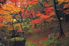 Tenryûji garden