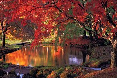 Autumn pond, Karuizawa