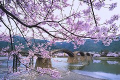 Kintaikyo cherry blossom