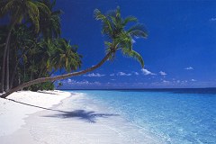 Palm beach (Maldives)